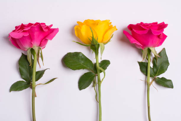 istock Bunch of roses on white background 640202232