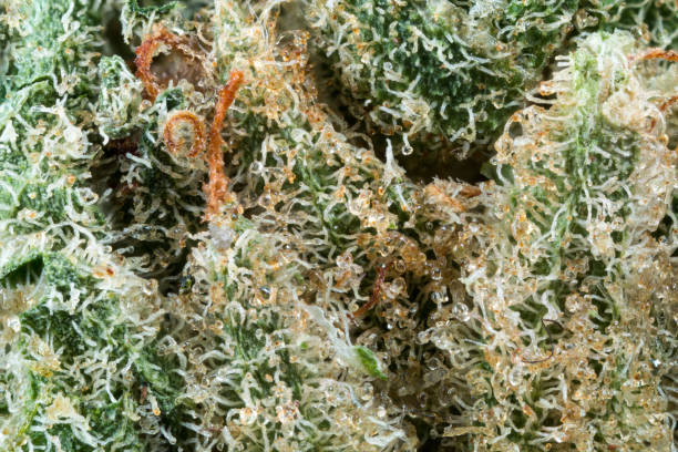 Cannabis Flower Nugget stock photo