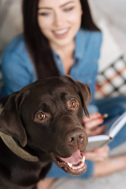 istock Enthusiastic nice dog posing with his mistress 640202390