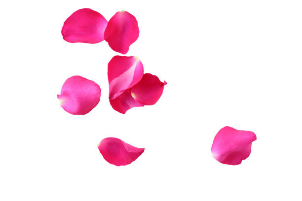 istock Pink rose petals isolated on a white background. 640202430