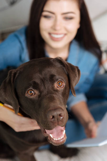 istock Sweet adorable dog looking happy 640202466