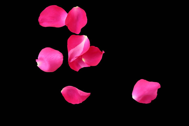 istock Pink rose petals isolated on a black background. 640202508