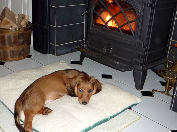 istock Long Haired Dachshund puppy 640203280