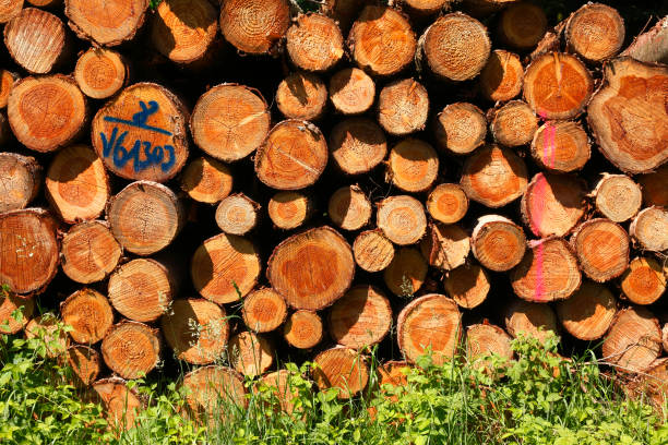Stacked felled tree trunks, Eutin, Germany, Europe