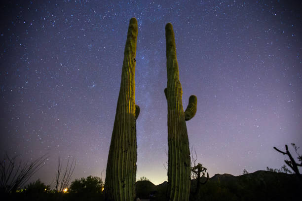 istock Saguaro Cactus at Night with Milky Way 640206318