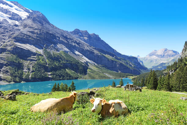 Swiss Cows in the Mountains in Berner Oberland Region Swiss cows are lying in an alpine meadow in the Swiss Alps on a sunny summer day. The picture is taken in the Berner Oberland region in central Switzerland, at a beautiful mountain lake Oeschinensee. lake oeschinensee stock pictures, royalty-free photos & images