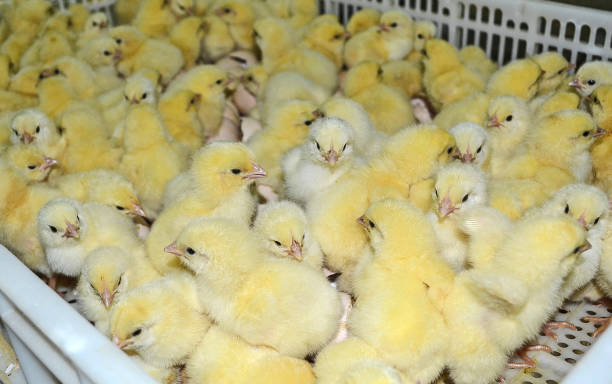istock Chickens from the incubator 640207558