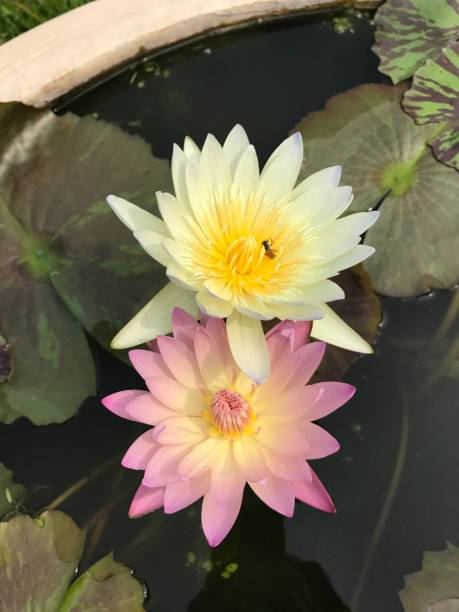 nymphaea nouchali ou lotus étoilé ou nénuphar étoilé. - lotus ornamental garden insect summer photos et images de collection