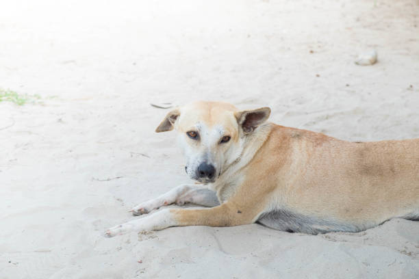 istock The brown vagrant dog 640207918