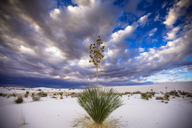 życie roślin białych piasków - desert new mexico sand white sands national monument zdjęcia i obrazy z banku zdjęć