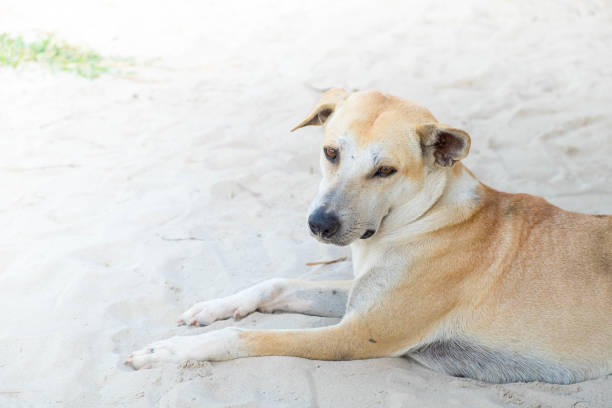 istock The brown vagrant dog 640207962