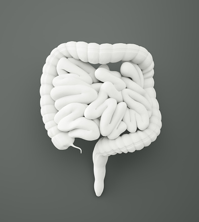 Gastrointestinal tract model and products to help digestion on white background, top view