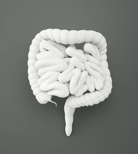 Digestive system with clipping path Digestive system with clipping path, on gray background , 3d render human intestine stock pictures, royalty-free photos & images