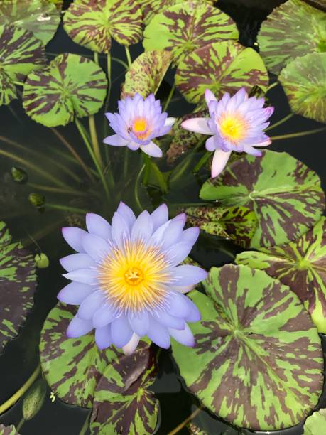 nymphaea nouchali ou lotus étoilé ou nénuphar étoilé. - lotus ornamental garden insect summer photos et images de collection