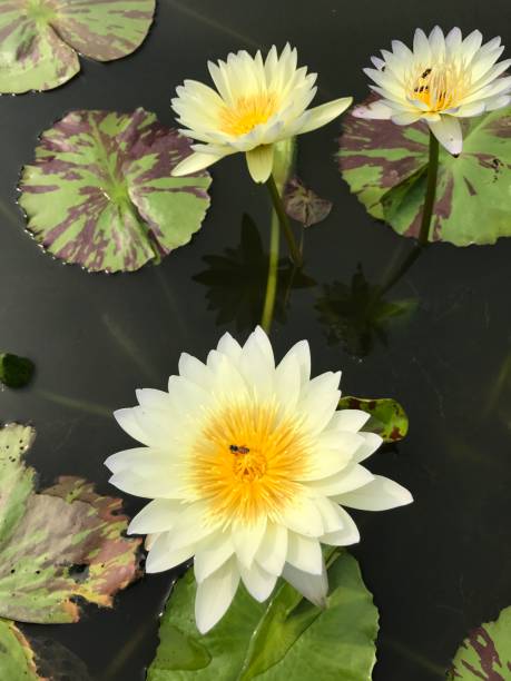 Nymphaea nouchali or Star lotus or Star Water lily. Nymphaea nouchali or Nyuphaea stellata or Nymphaea cyanea or Star lotus or Star Water lily. nymphaea stellata stock pictures, royalty-free photos & images