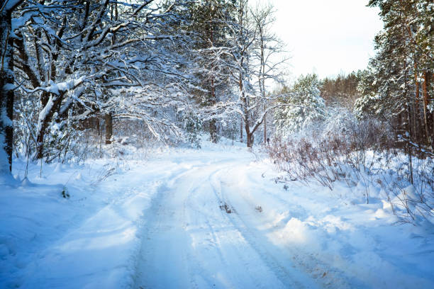 istock Trees in snow in the winter wood. 640209914