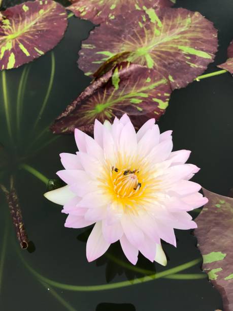 nymphaea nouchali ou lotus étoilé ou nénuphar étoilé. - lotus ornamental garden insect summer photos et images de collection