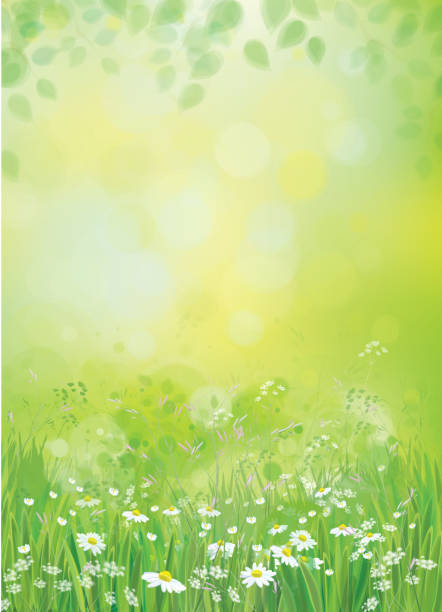 vektor-natur hintergrund. - spring flower daisy field stock-grafiken, -clipart, -cartoons und -symbole