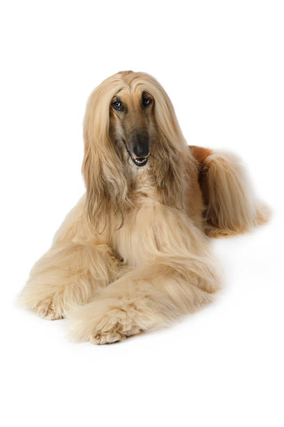 istock Purebred Afghan hound dog over white 640215086