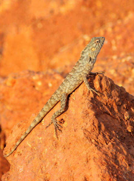 istock mottled lizard sitting on rocks and basking in the sun 640215310