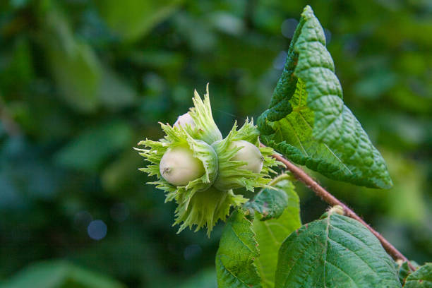 istock Green hazelnuts are growing on the tree. 640215456