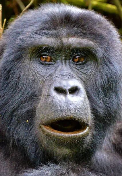 High in the mountains a gorilla watches us approach