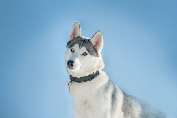 istock husky dog curious face on blue sky background 640216986