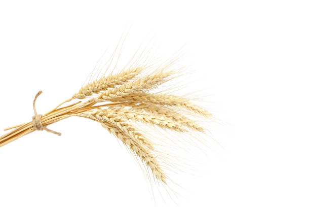 istock Sheaf of wheat ears on white background. 640217100