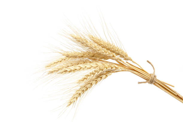 istock Sheaf of wheat ears on white background. 640217198