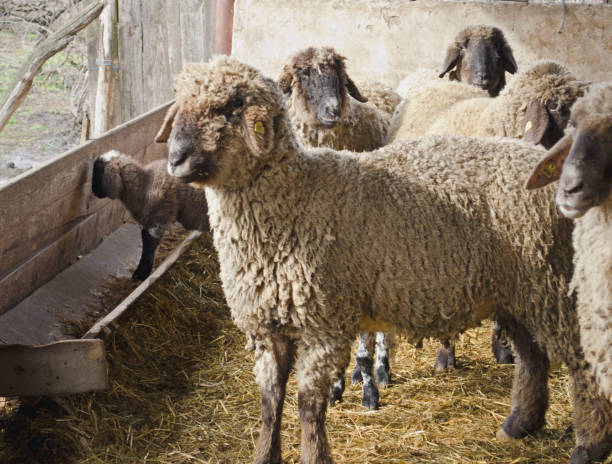 istock Sheep in the pen 5 640217434