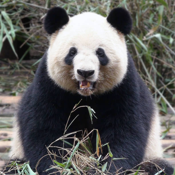 istock Giant Panda Bear Close Up Scene In China Asia 640218184