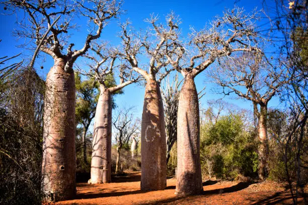 A group of baobabs.
