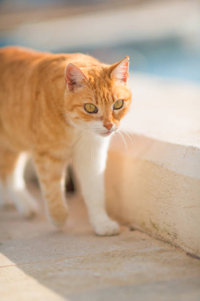 istock yellow stray cat walking - extreme selective focus on eye 640220630