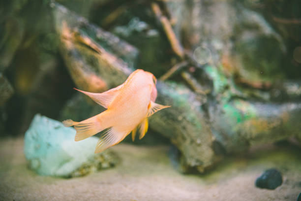 small gold fish in aquarium