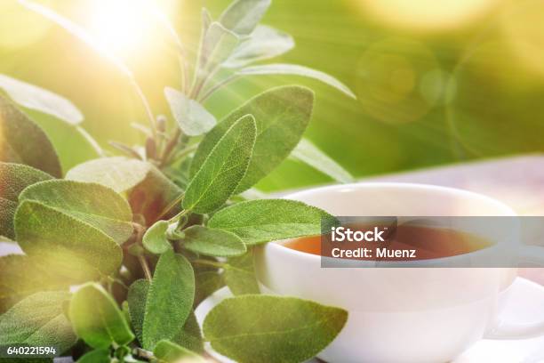 Tea Served Outside In The Sun Stock Photo - Download Image Now - Sage, Tea - Hot Drink, Tea Crop