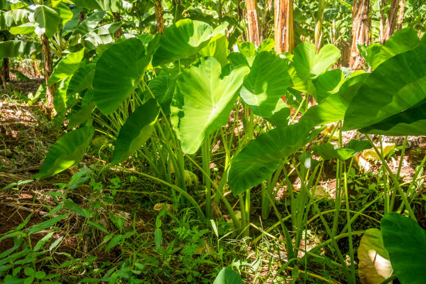 istock Yam plant growing in hot climate 640221832
