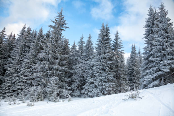 istock Winter landscape with snowy fir forest 640222594