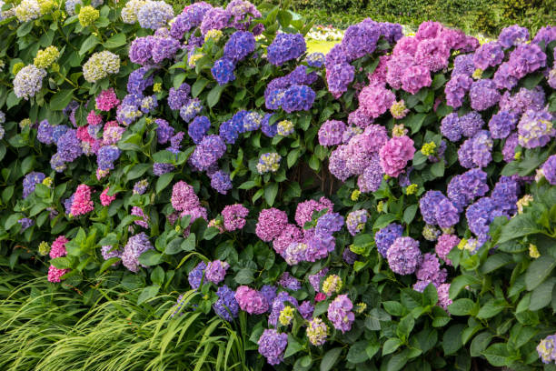 istock Flowers and green leaves. 640223626
