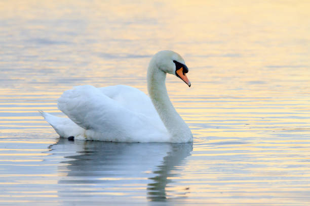 istock Swan at sunset in the water 640223774