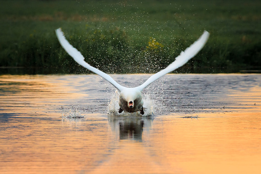 The mute swan (Cygnus olor) spreading her wings during take off from the water at sunset in spring in the Netherlands