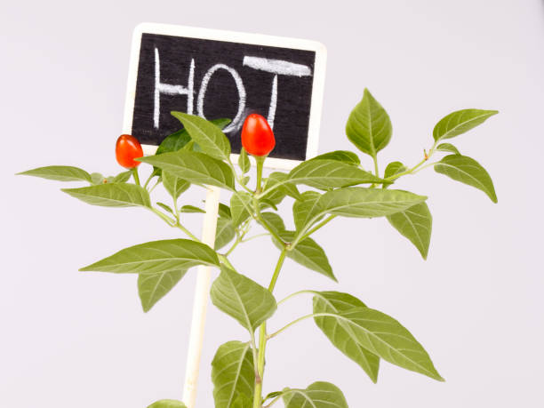 istock Young hot pepper or chilli with sign and text hot 640223966