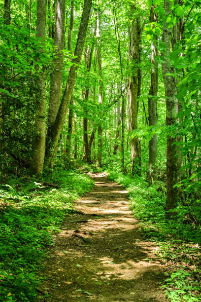 istock Hiking path in a green woods 640224146