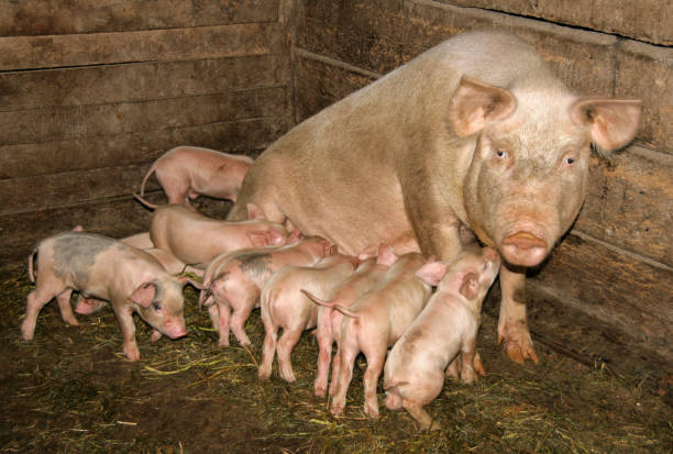 pig with piglets in the barn