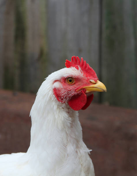 istock young broiler chicken in the poultry yard 640225506