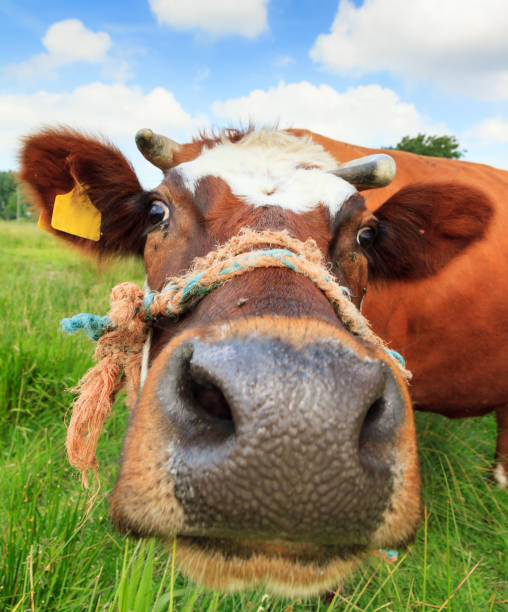 istock Up close with a cow 640225576
