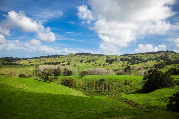 Sunny Day in Spring, Northland, New Zealand Picturesque image of farmland near the village of Kohukohu in Hokianga, Northland, New Zealand. northland new zealand stock pictures, royalty-free photos & images