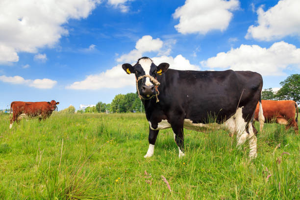 istock Holstein Friesians in spring 640225670