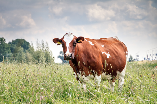 Beautiful brown-red and white marked cow (Holstein Friesians, Bos Taurus) in a pasture in spring in the Netherlands
