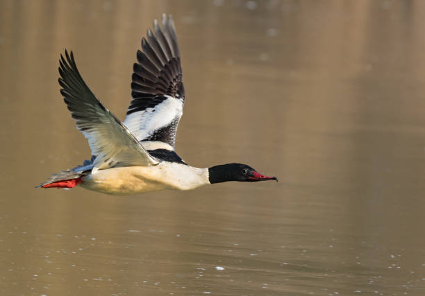 istock Flying male common merganser (Mergus merganser) 640226718