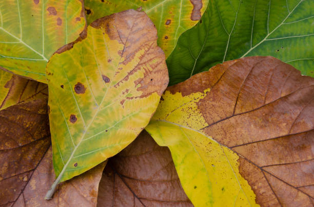 istock Texture of Dry Leaves. 640227072